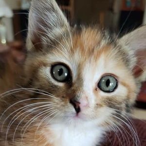 Meet your Posher, Susan